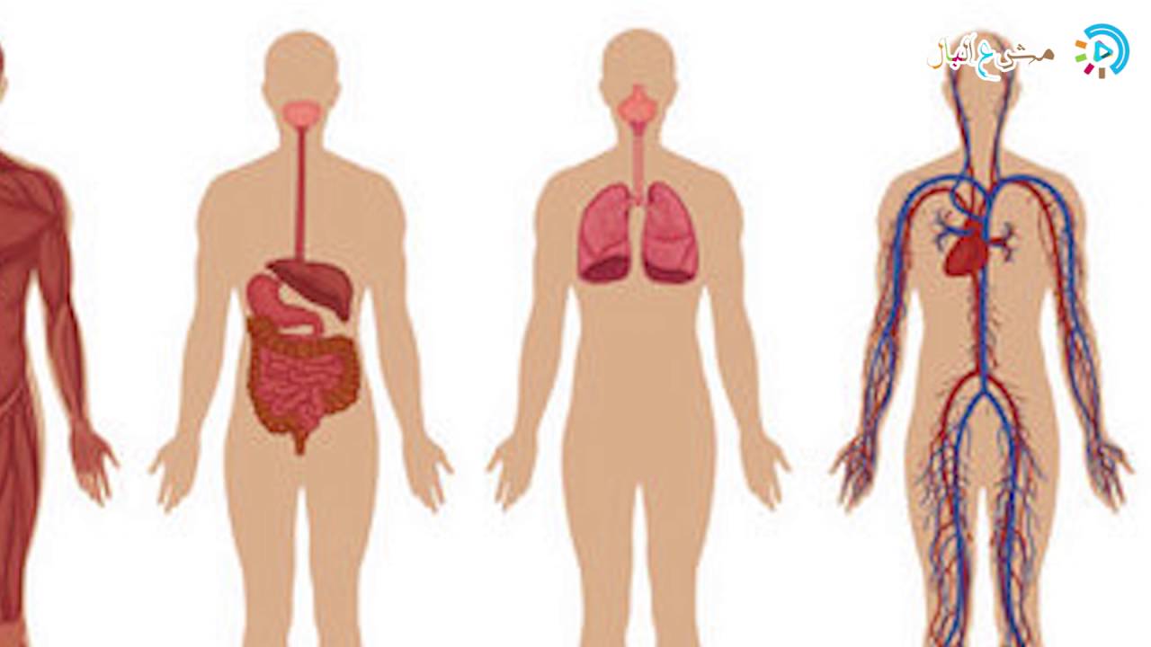 صور جسم الانسان - نبذه عن جسم الانسان 2949 3