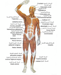 صور جسم الانسان - نبذه عن جسم الانسان 2949