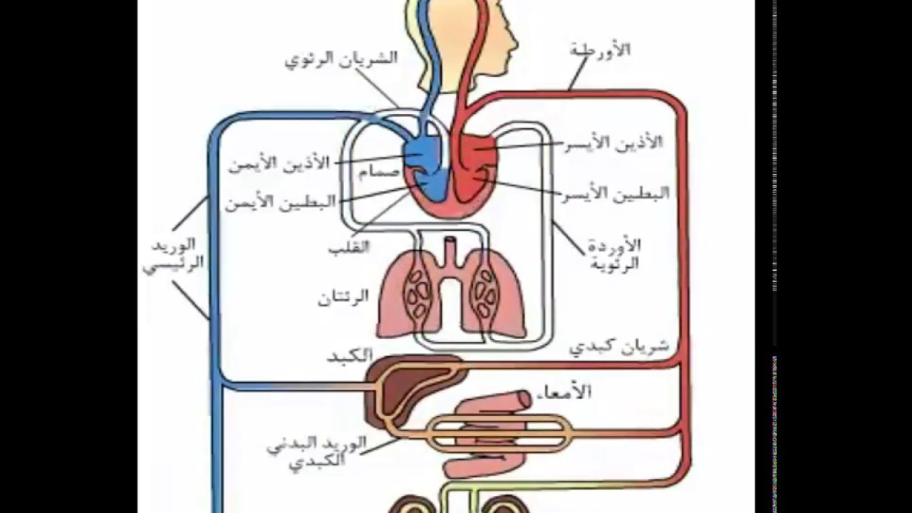 الدورة الدموية الكبرى