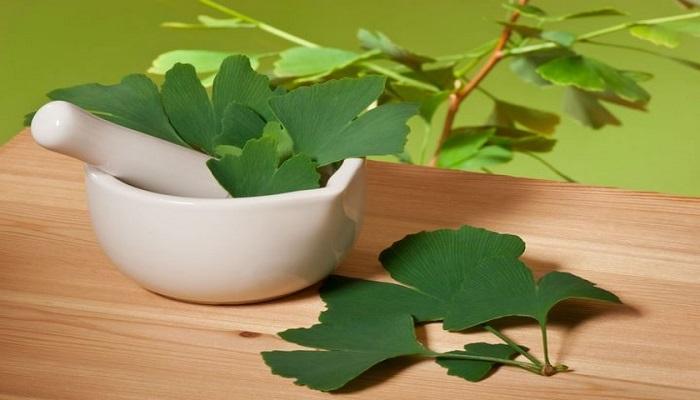 Ginkgo Biloba فوائد 6823