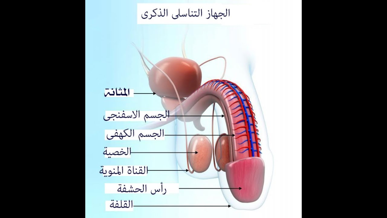 الجهاز التناسلي للرجل , تعرف على الجهاز التناسلى عند الرجال