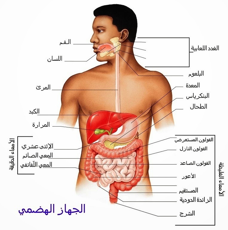 صور جسم الانسان - نبذه عن جسم الانسان 2949