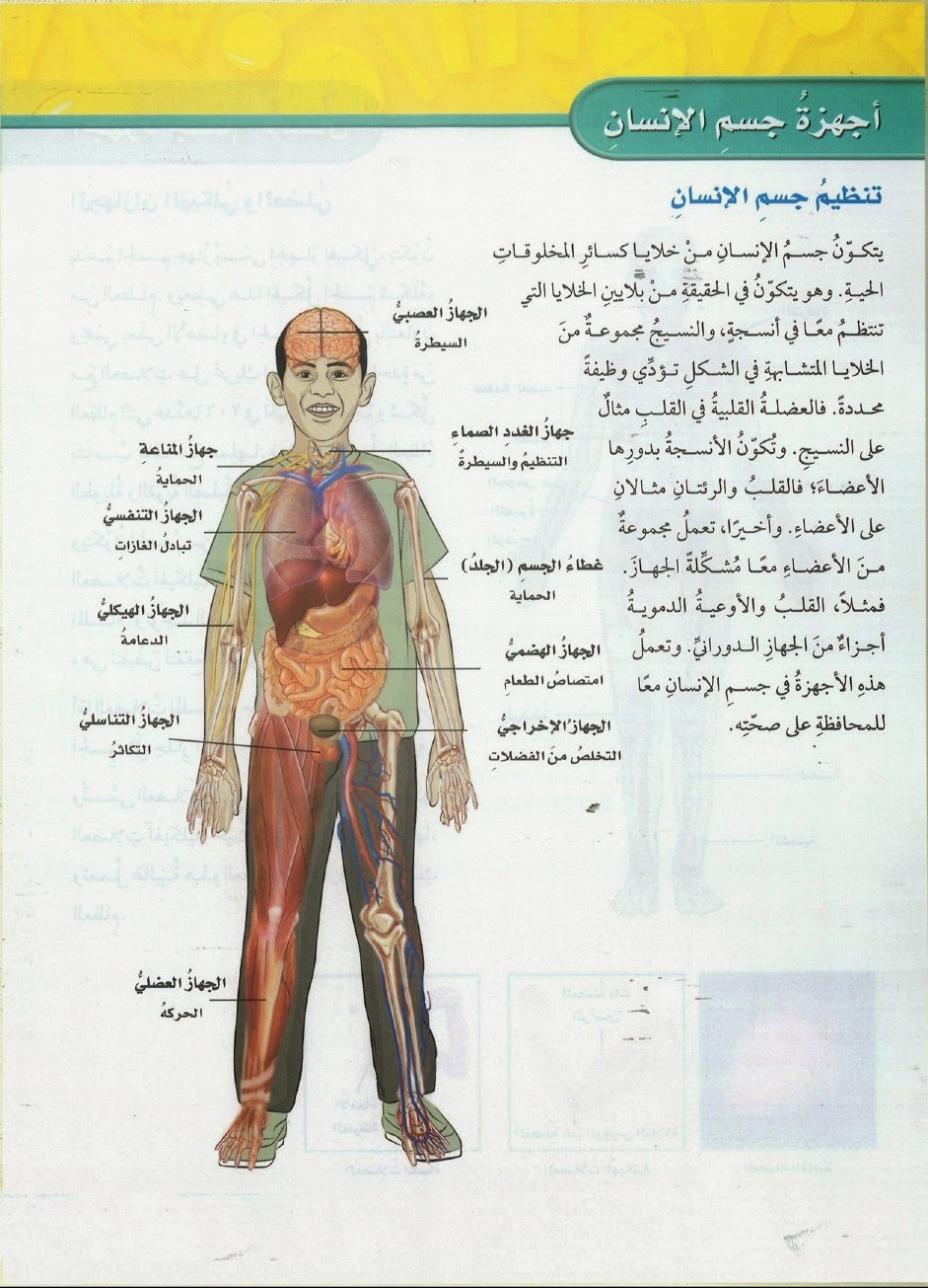 صور جسم الانسان - نبذه عن جسم الانسان 2949 4