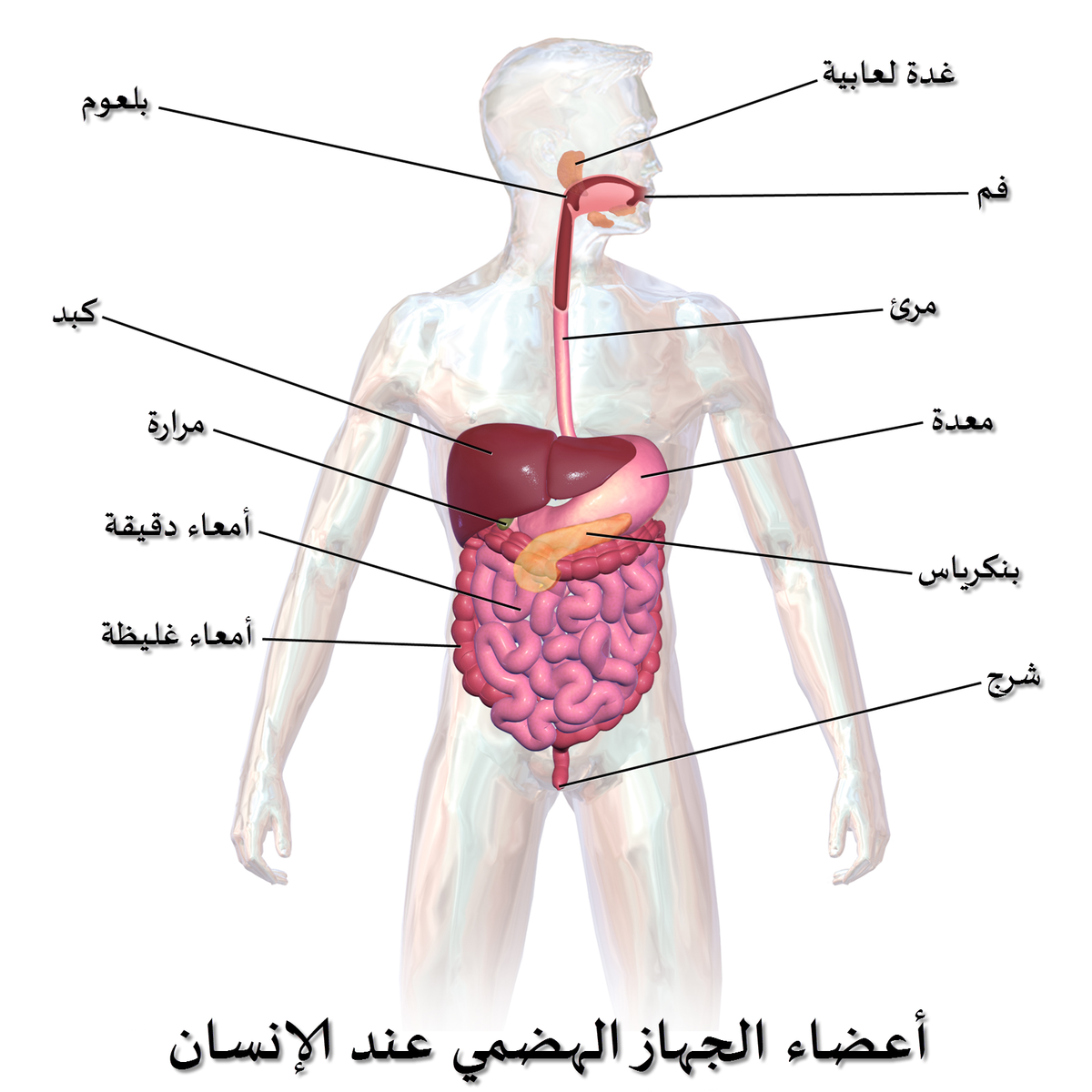 صور جسم الانسان , نبذه عن جسم الانسان