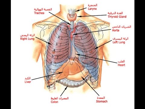 صور جسم الانسان - نبذه عن جسم الانسان 2949 1