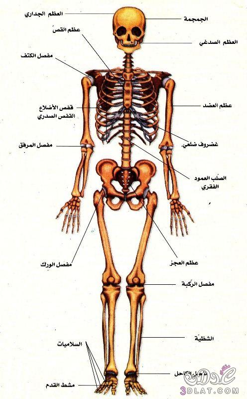 صور جسم الانسان - نبذه عن جسم الانسان 2949 2