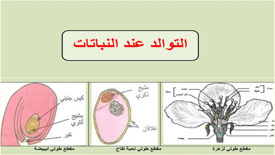 التوالد عند النباتات