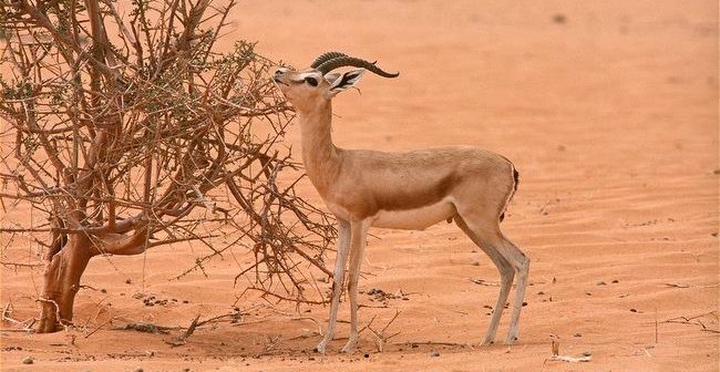 صور حيوانات - حيوانات وطيور نادرة 2305 10