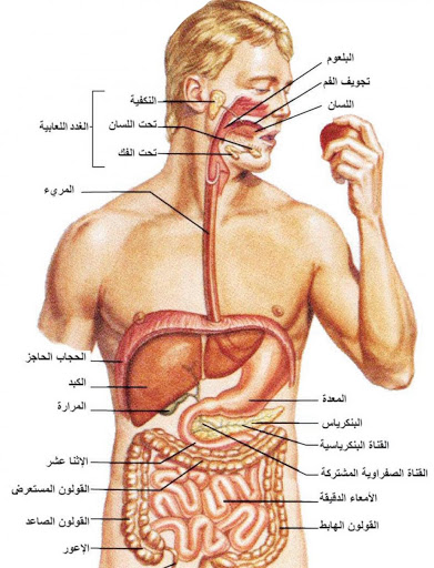 صور جسم الانسان - نبذه عن جسم الانسان 2949