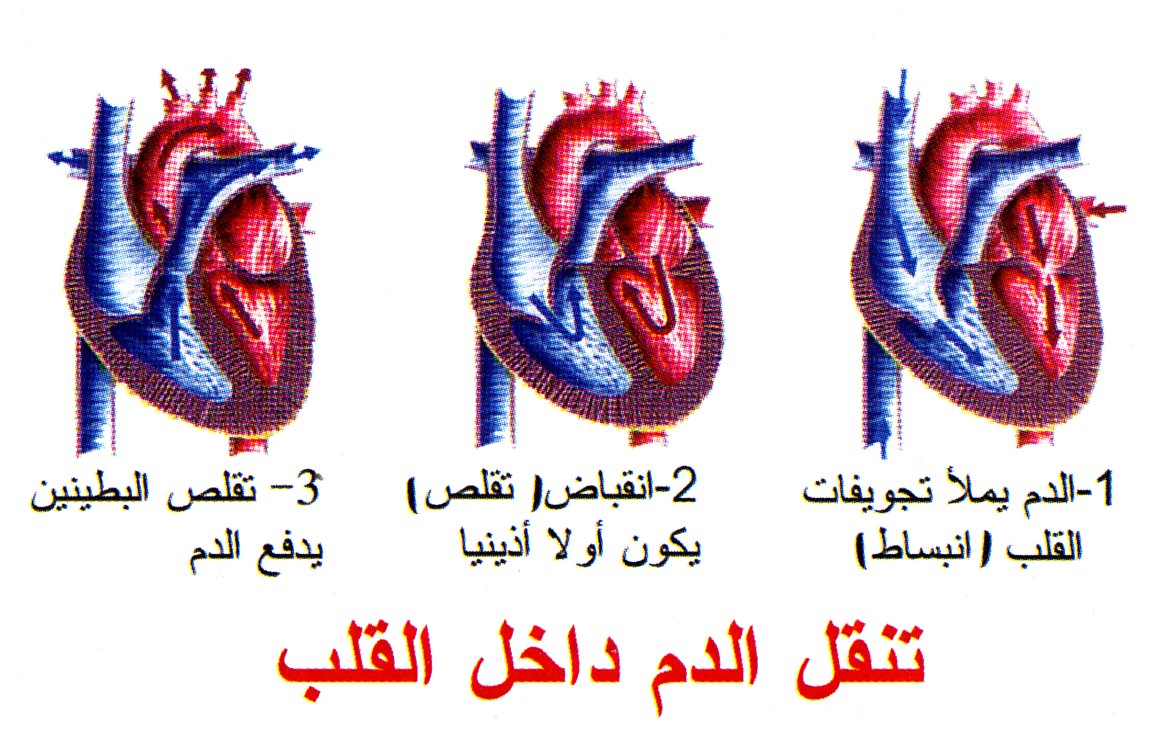 الدورة الدموية الكبرى 7363 1