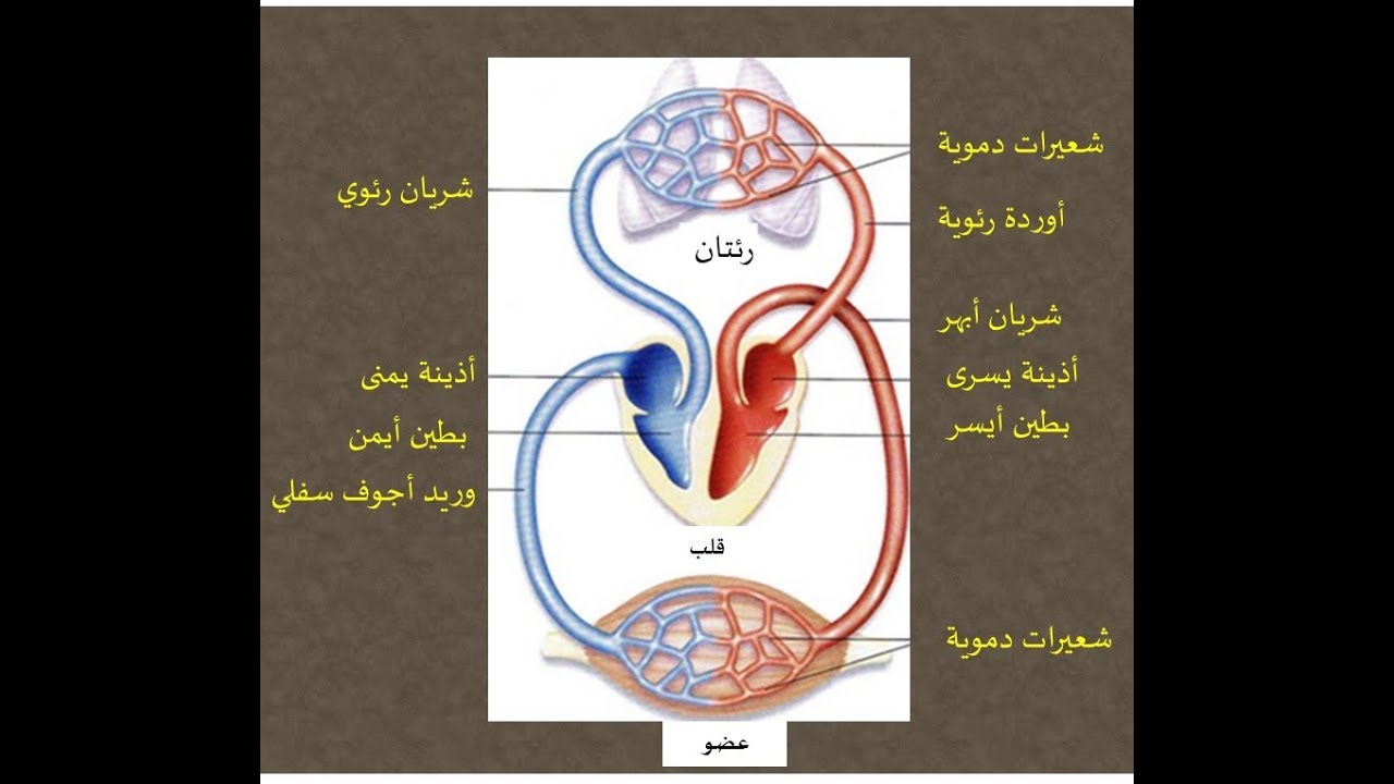 الدورة الدموية الكبرى 7363 2