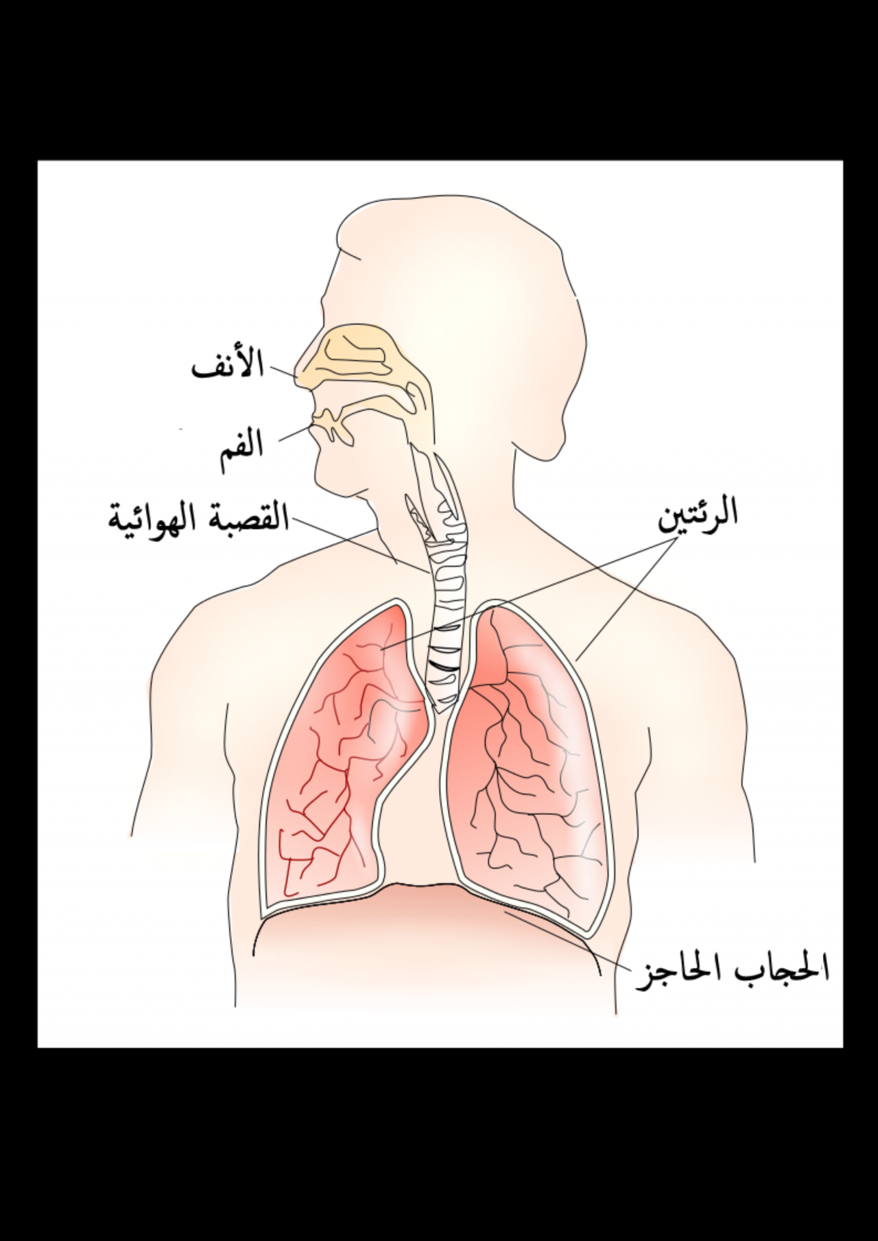 وظيفة الحجاب الحاجز - ما هي وظيفة وعمل الحجاب الحاجز 7932