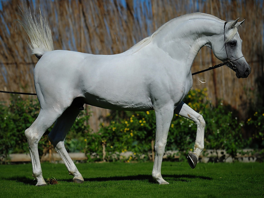 3369 11 خيول عربية - اروع صور الخيول النادره حافظة دسوقي