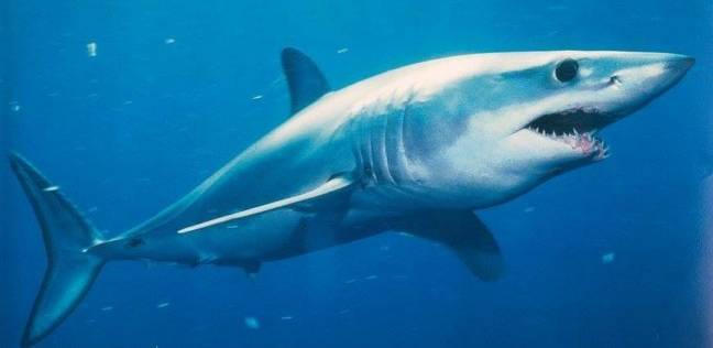 صور سمك القرش , معلومات لن تصدقها عن اسماك القرش روشه