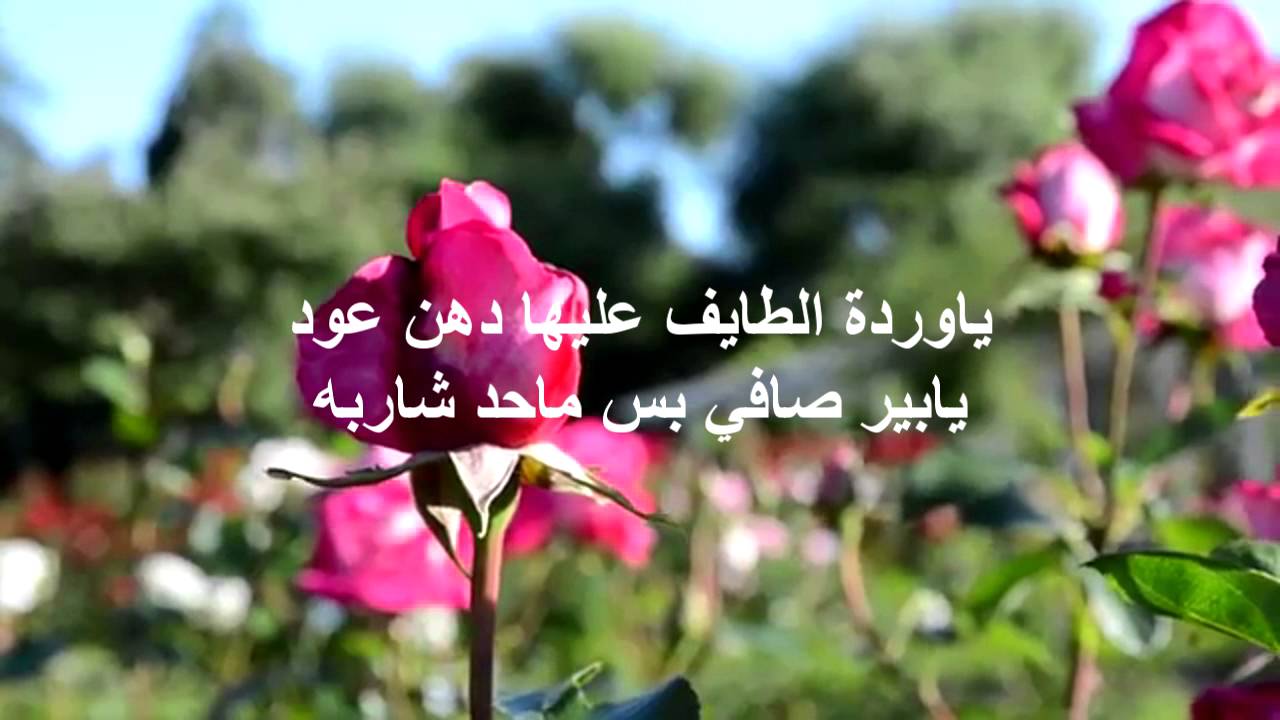1028 2 خواطر عن الورد - اجمل كلام عن الورد رمزية عثمان