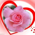 1437 12 اجمل ورود الحب- الرومانسيه يعني الورود رمزية عثمان