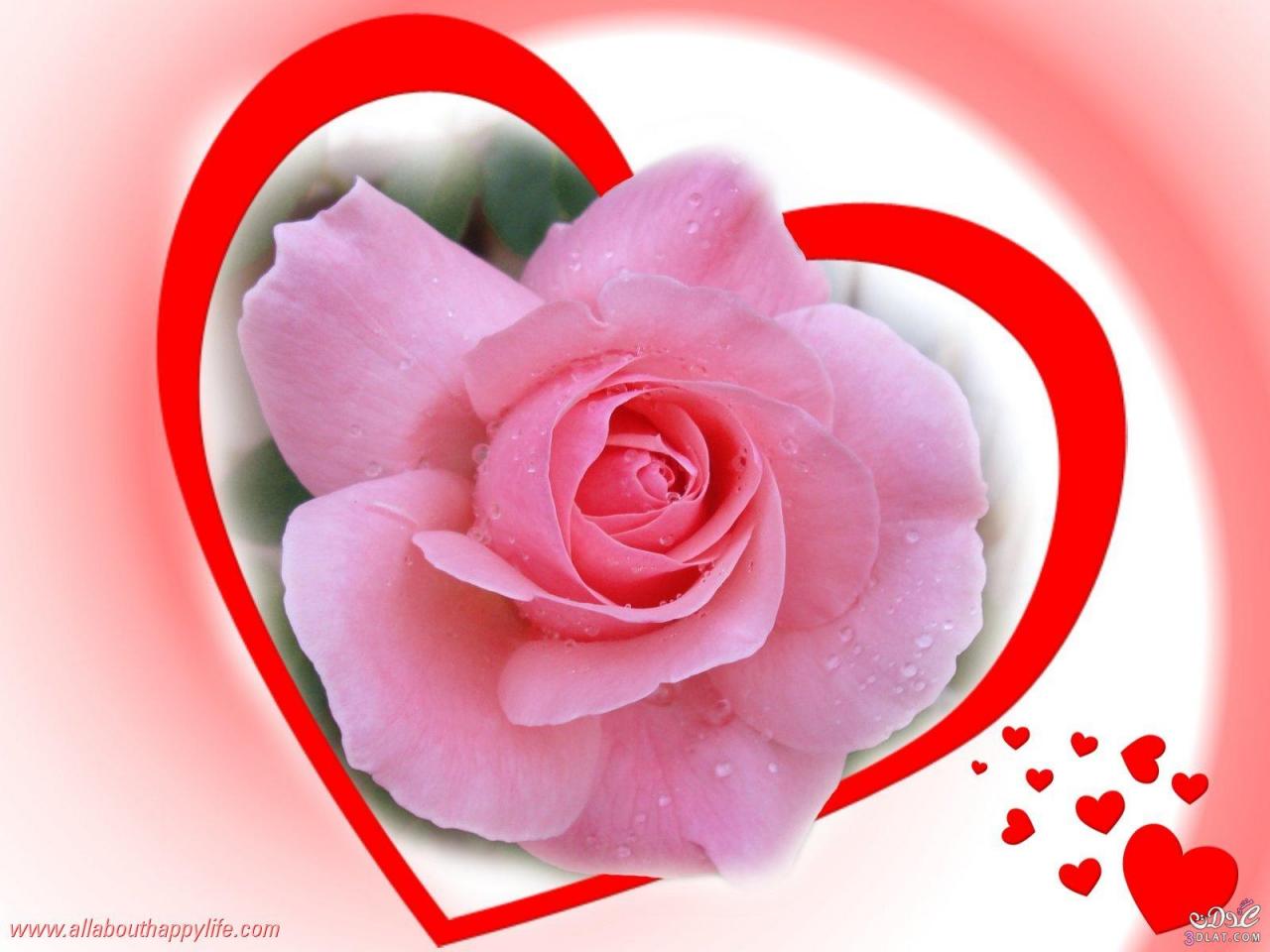 تطريز معوجة رسم بياني  عاصمة الألبوم كراج اجمل الورود الحب - vanuals.net