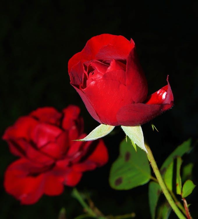 2641 1 زهور الحب - عبارات على احلى خلفيه من الورد تشويق سلمان
