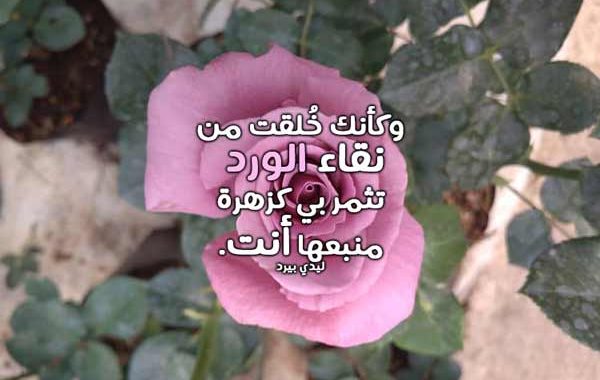 2869 1 شعر عن الورد - اشعار جميله معبرة الورود تشويق سلمان