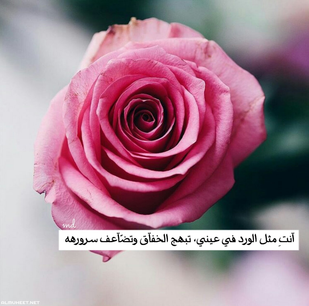 2869 4 شعر عن الورد - اشعار جميله معبرة الورود تشويق سلمان